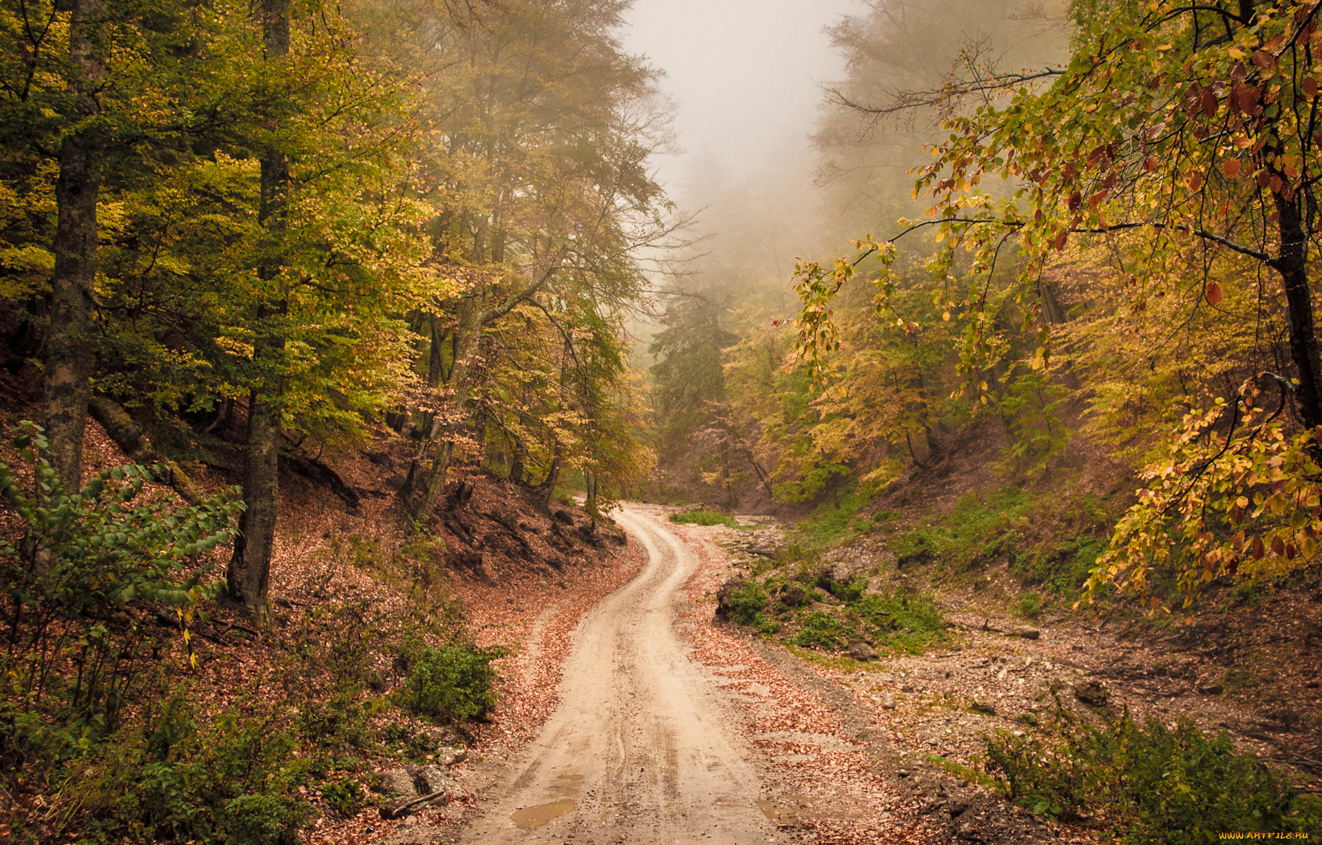 Дорога по лесу фото